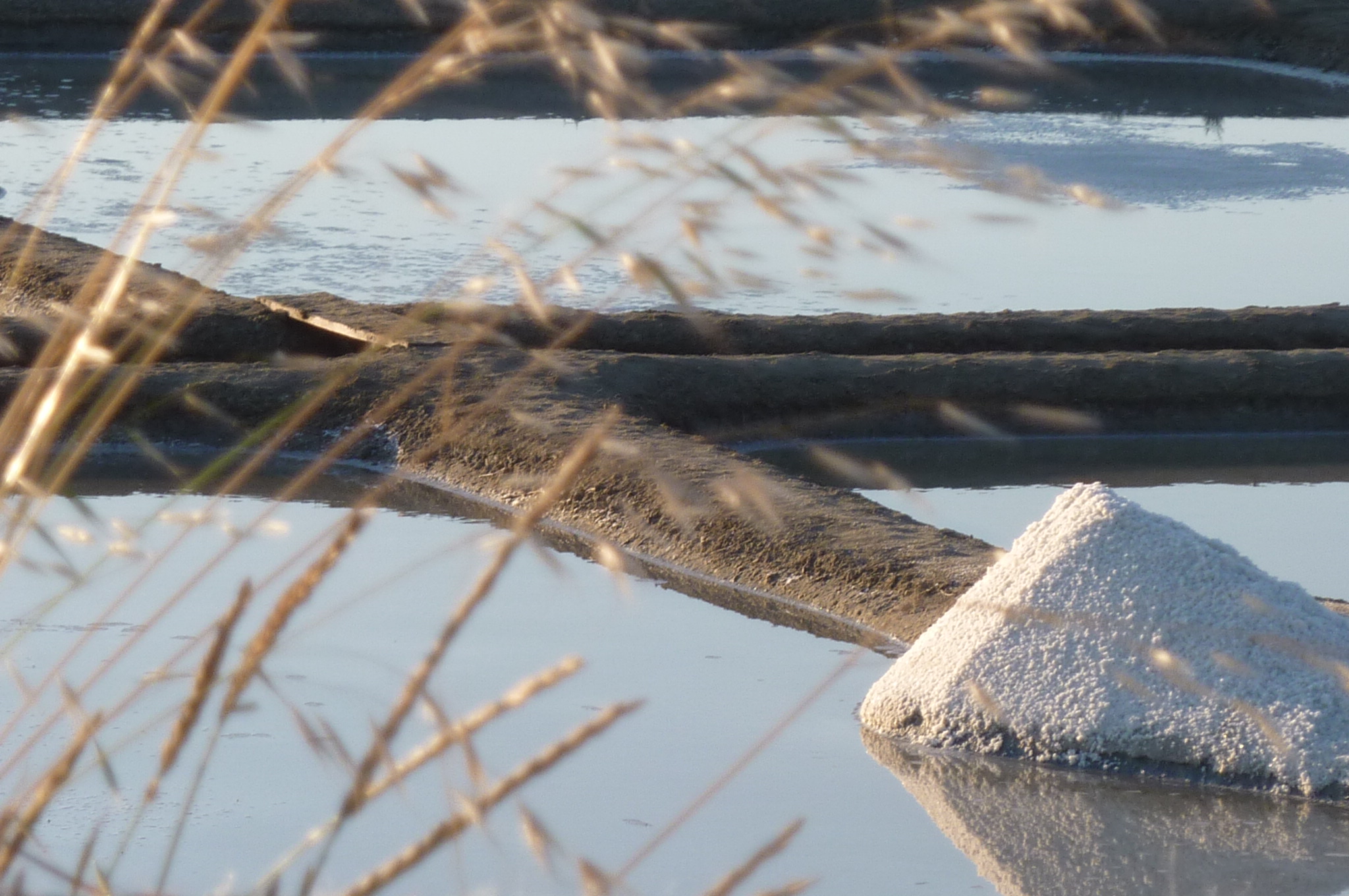 A small white salt heap rests on an earthen division between shallow water basins, with grasses in the foreground.